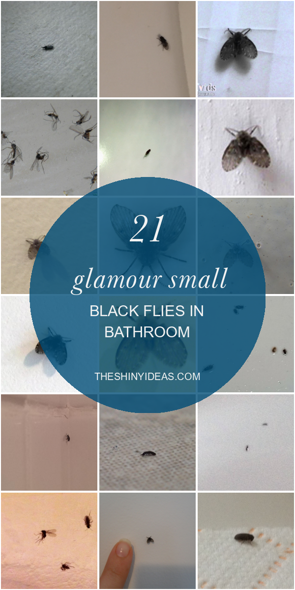 21 glamour small black flies in bathroom home family style and art